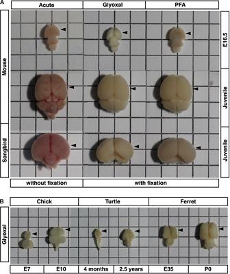 Comparative Analysis of Brain Stiffness Among Amniotes Using Glyoxal Fixation and Atomic Force Microscopy